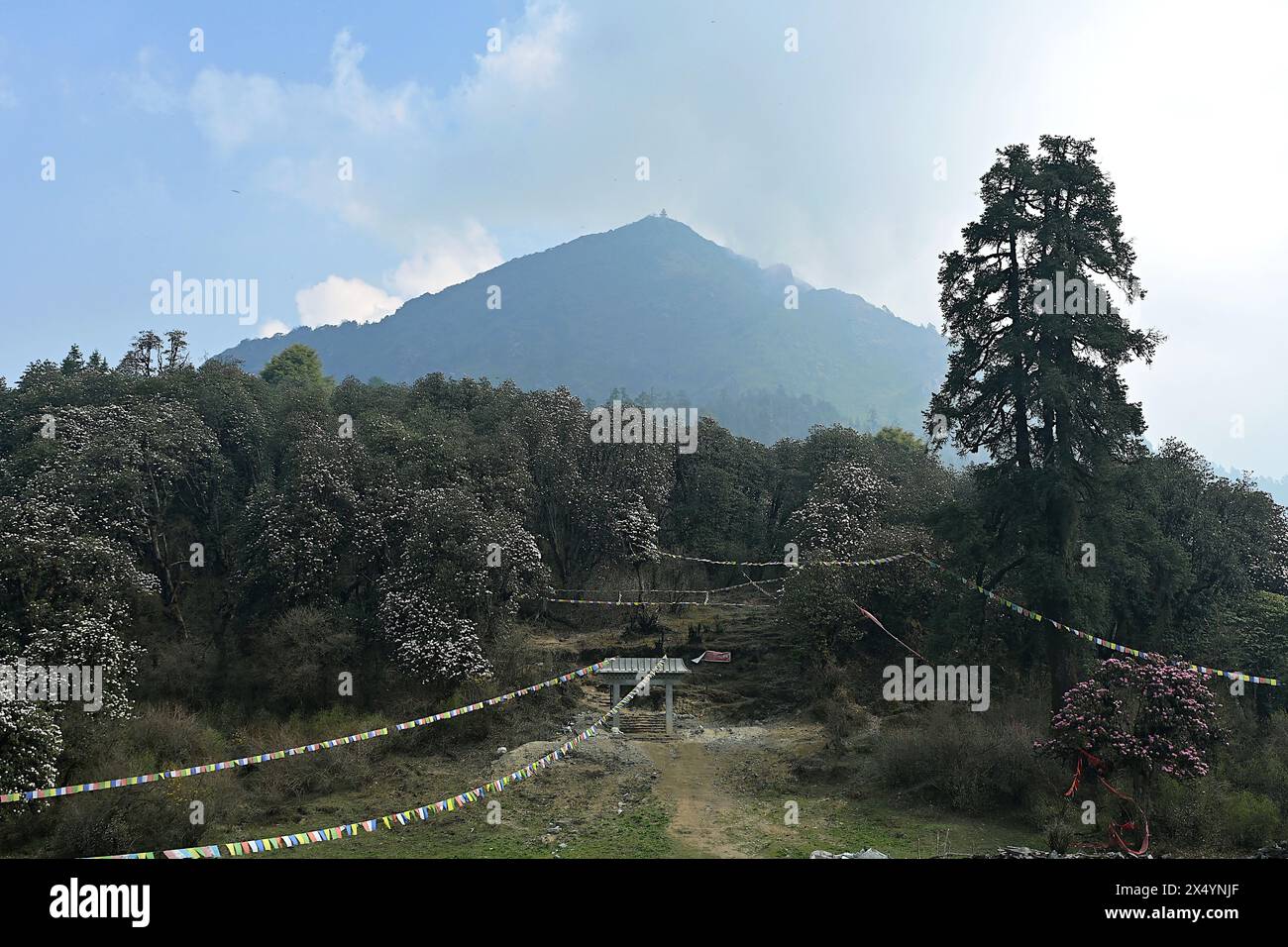 Sommet pyramidal de la montagne Ama Yangri s'élevant au-dessus du camp de base de Jhumothang, avec des Rhodendrons fleuris à l'entrée du sentier, Sindhupalchok, Népal Banque D'Images