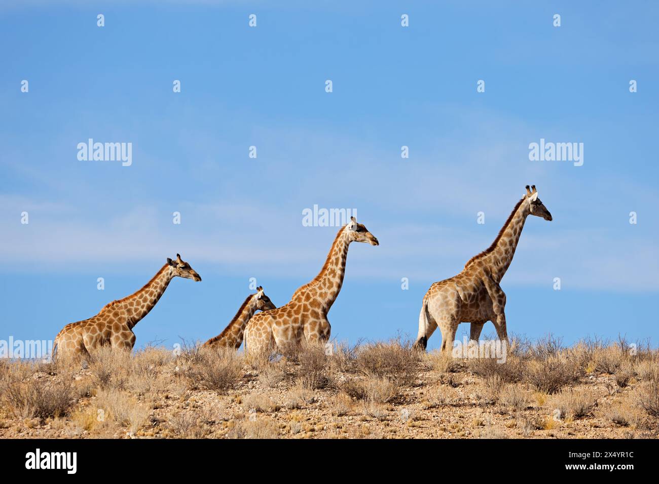 Girafes (Giraffa camelopardalis) marchant dans un environnement aride, désert du Kalahari, Afrique du Sud Banque D'Images