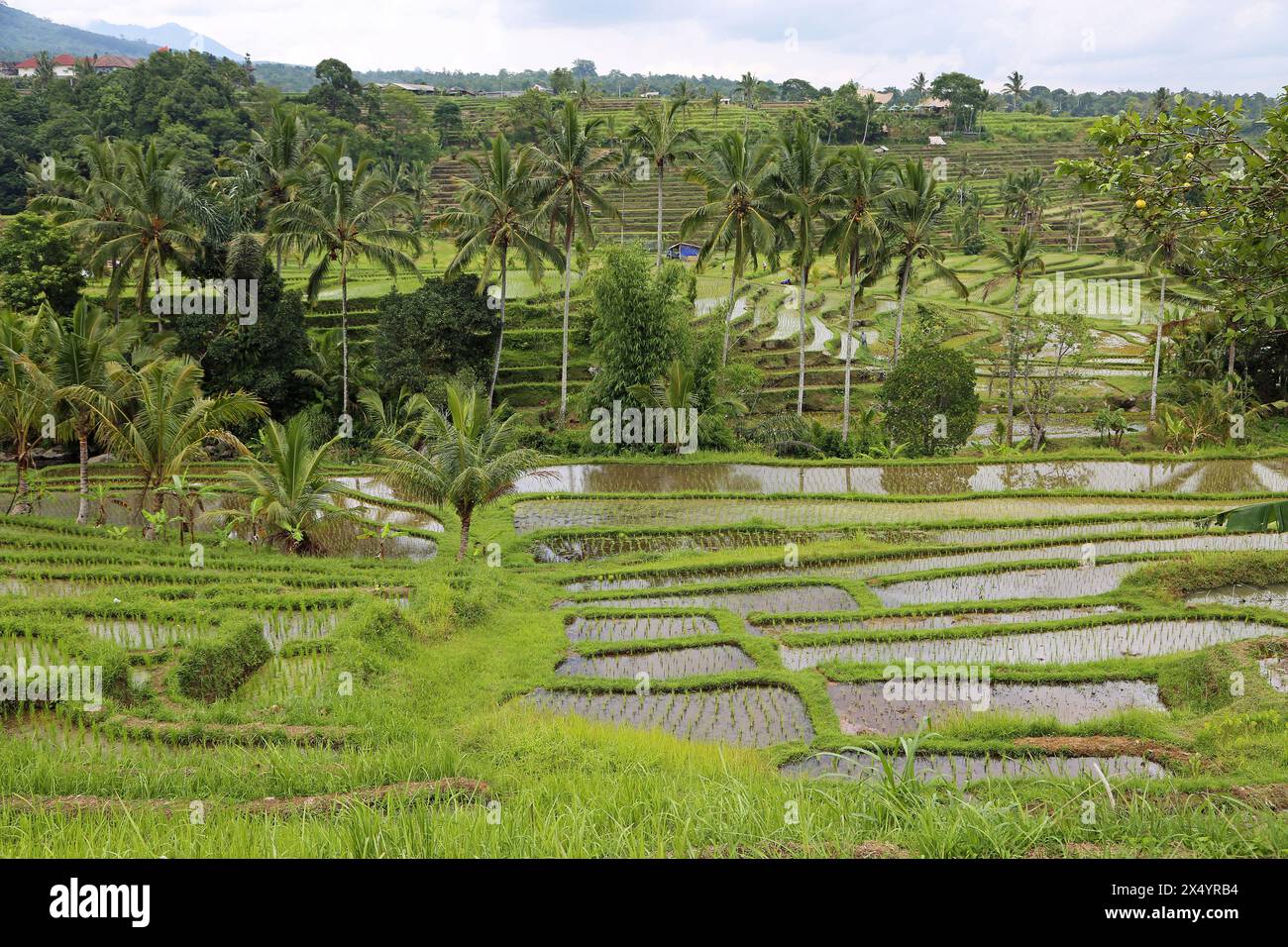 Bali paysage - terrasses de riz de Jatiluwih, Bali, Indonésie Banque D'Images