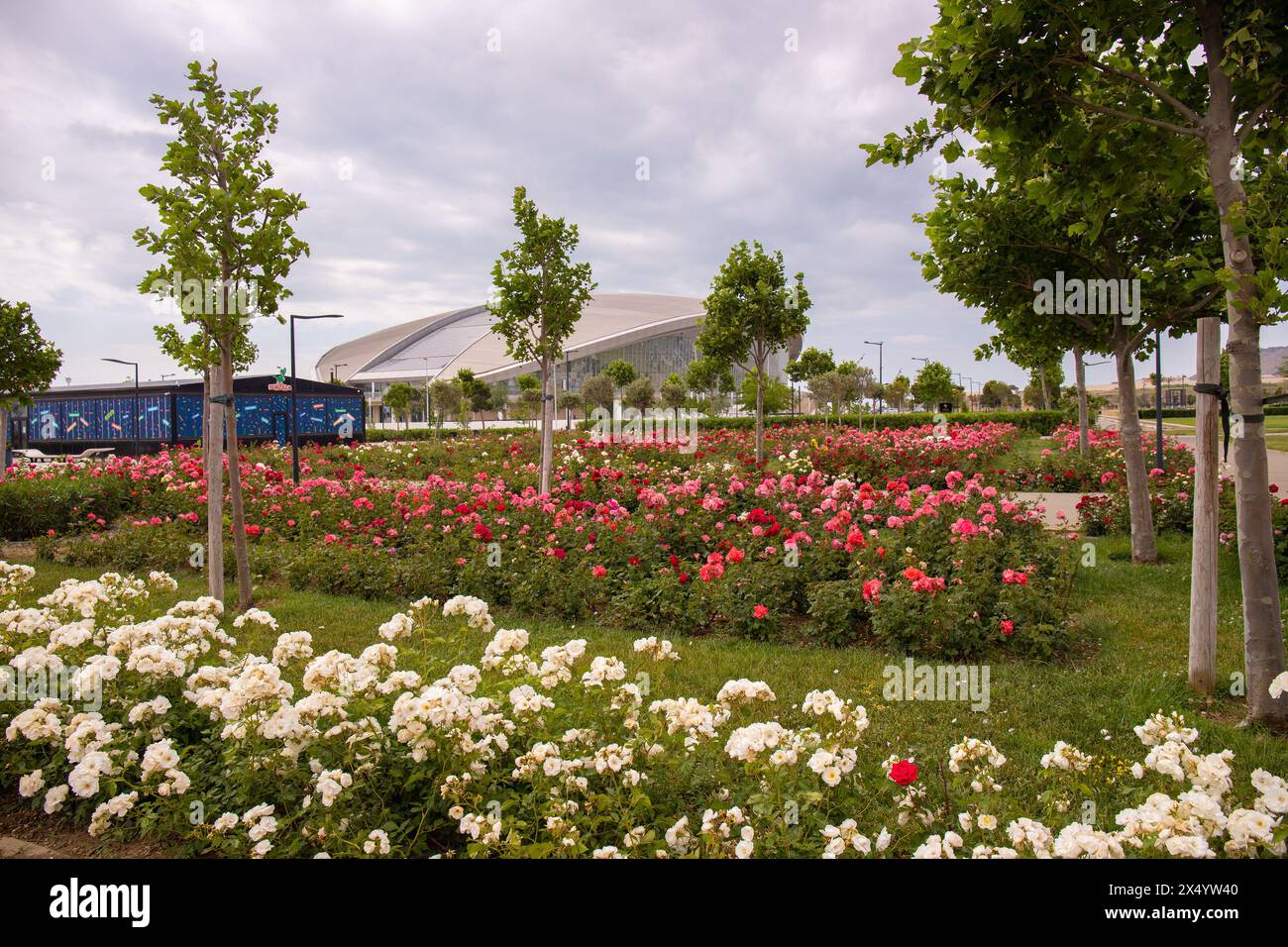 Bakou. Azerbaïdjan. 05.27.2021. Belles roses au palais des sports nautiques. Banque D'Images