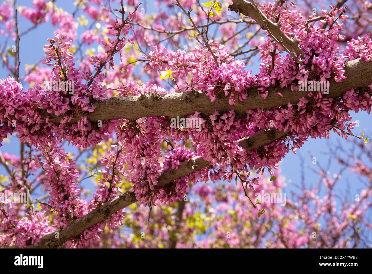 Beaucoup de fleurs violettes sur l'arbre. Bakou. Azerbaïdjan. Banque D'Images