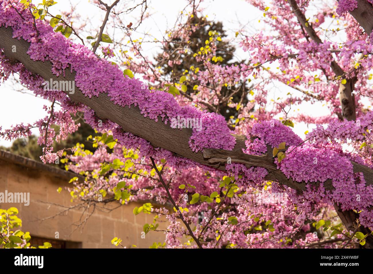 Beaucoup de fleurs violettes sur l'arbre. Bakou. Azerbaïdjan. Banque D'Images