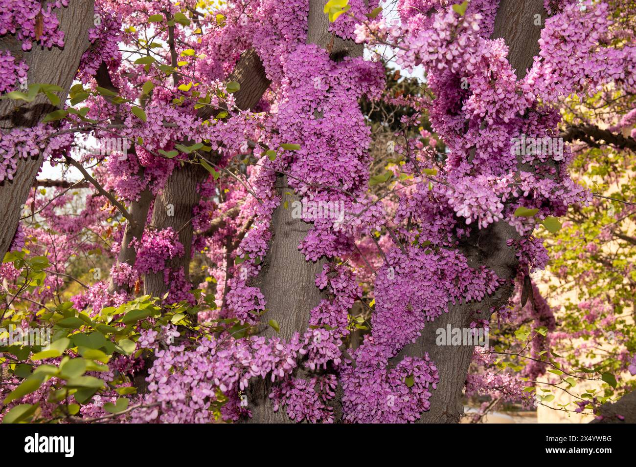 Beaucoup de fleurs violettes sur l'arbre. Bakou. Azerbaïdjan. Banque D'Images