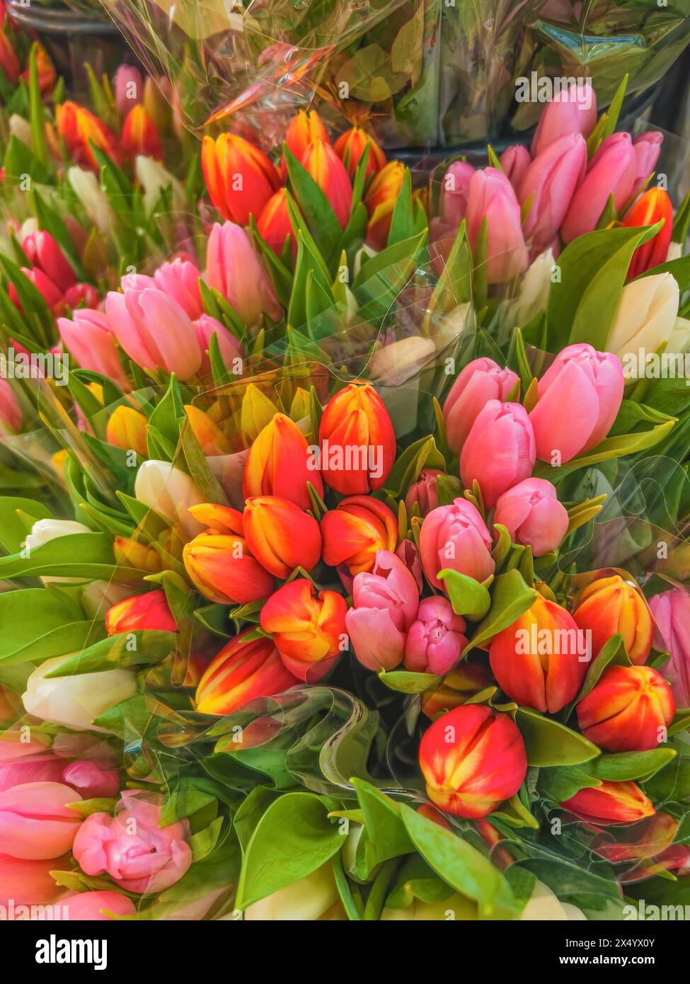 Tulipes fleuries colorées dans un magasin de fleurs, mise au point sélective Banque D'Images