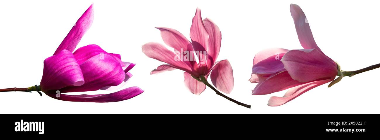 Vue rapprochée d'une fleur de Magnolia rose en pleine floraison isolé sur fond blanc Banque D'Images