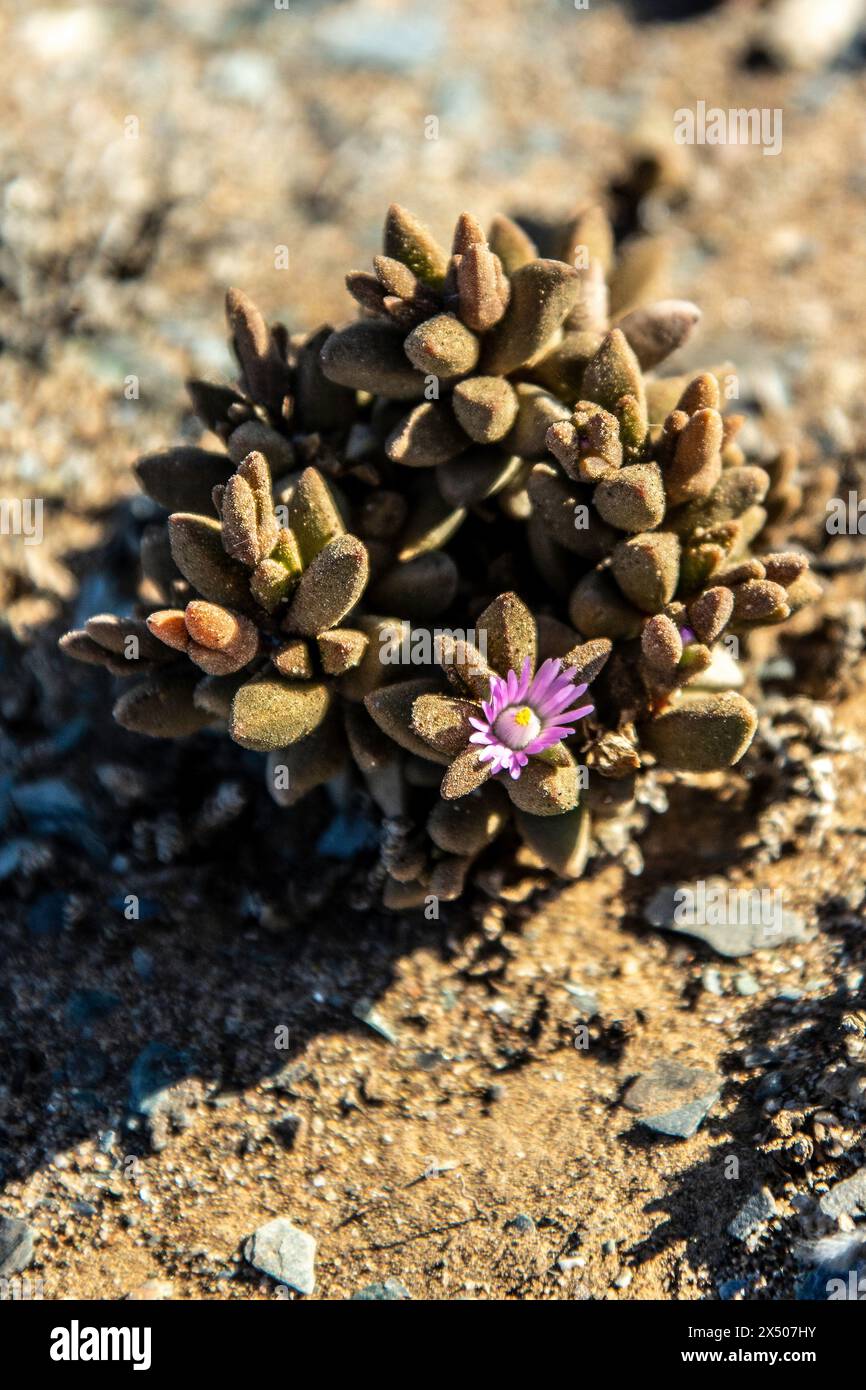 Psammophora modesta exsudant une substance collante pour le sable à coller et protéger la plante. Banque D'Images