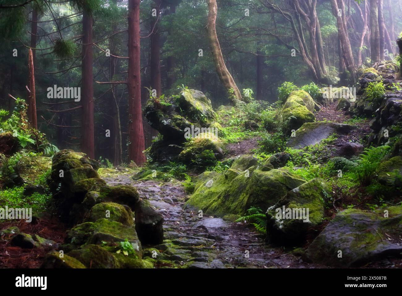 Vertes jungles tropicales de l'île des Açores Flores, Portugal Banque D'Images