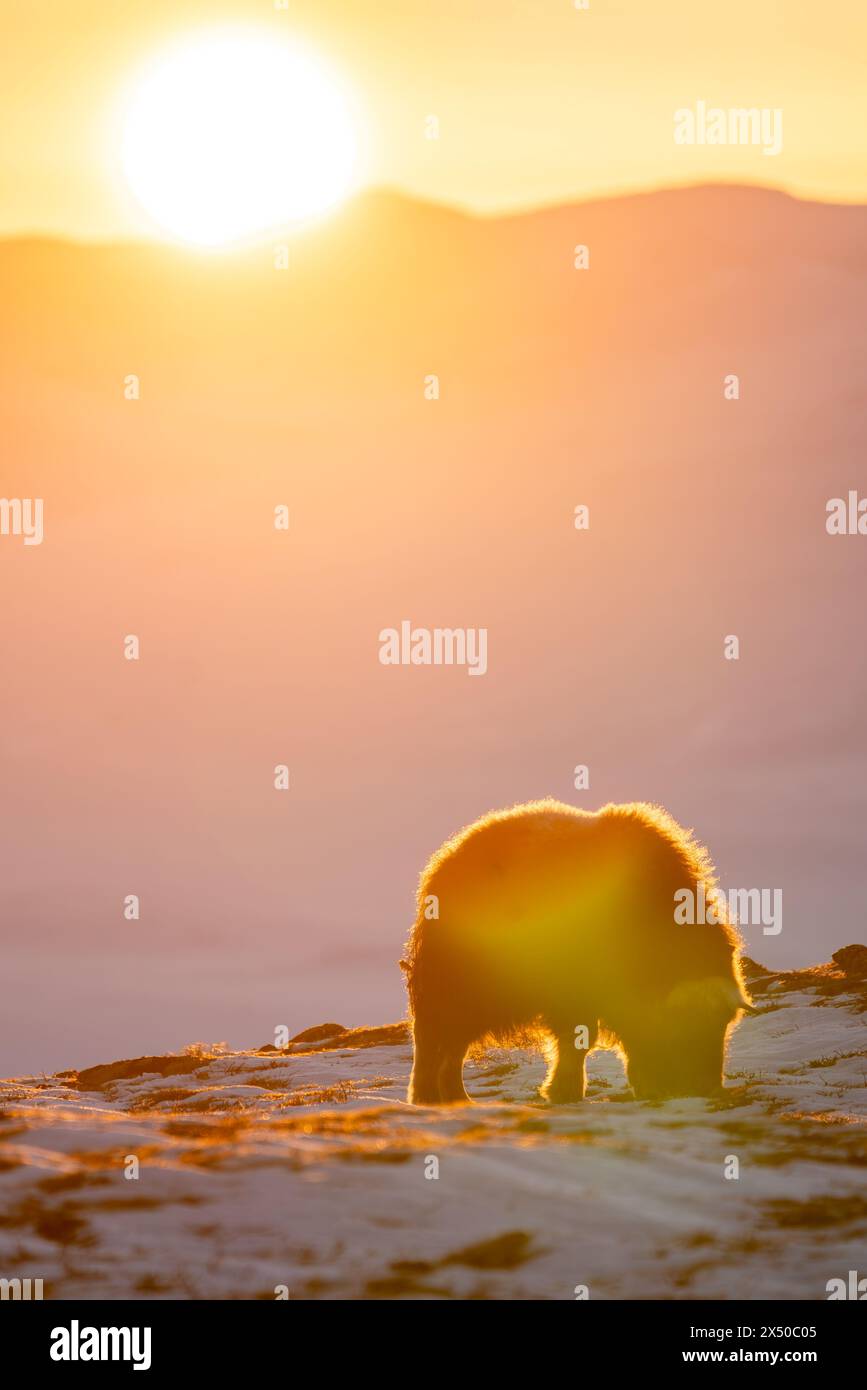 Beau portrait d'un bébé bœuf musqué dans la neige à la recherche de quelque chose à manger parmi les pierres, les buissons et la mousse avec un beau coucher de soleil dans une landsca enneigée Banque D'Images