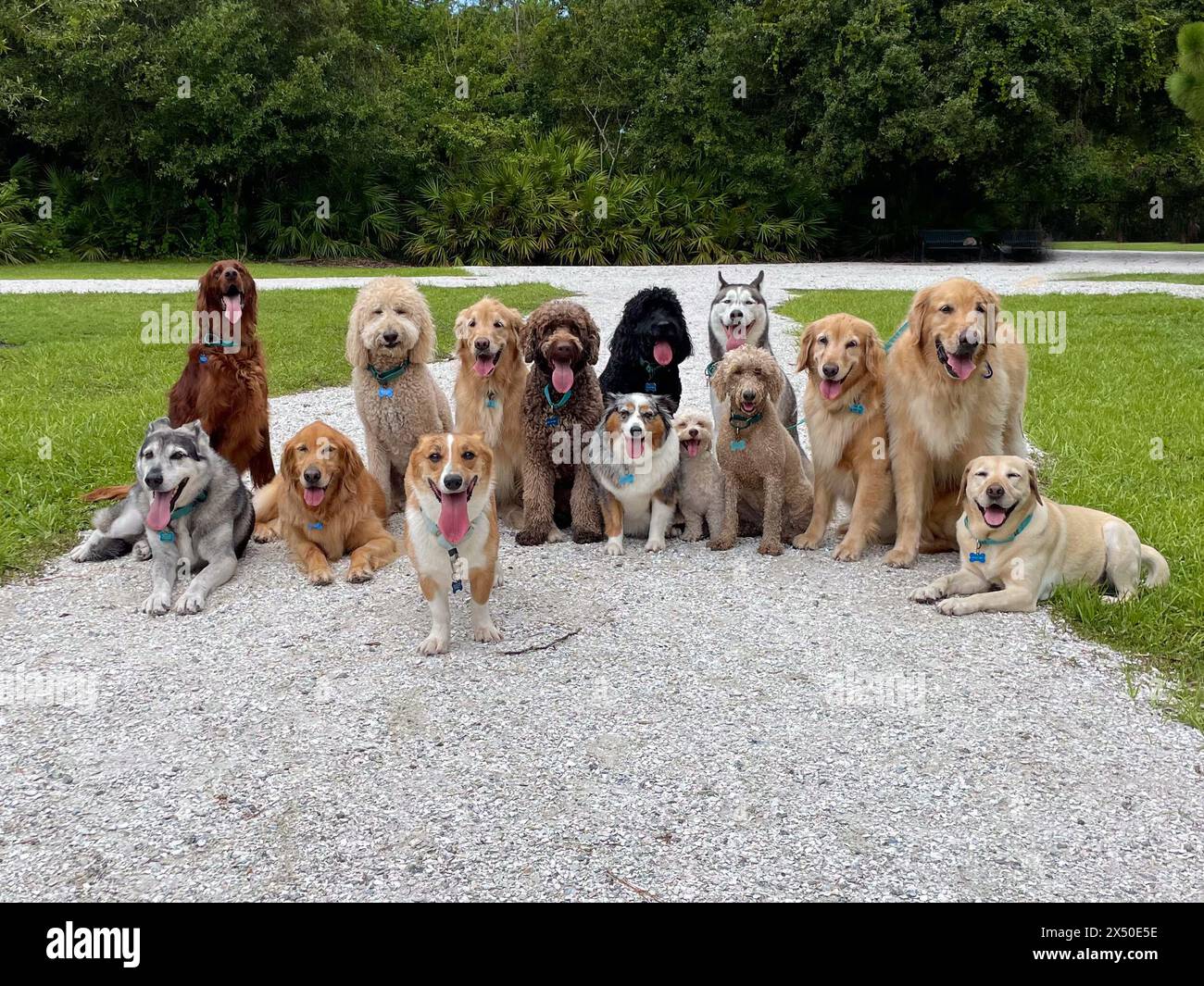 Grand groupe d'une variété de races de chiens assis dans un parc, Floride, États-Unis Banque D'Images