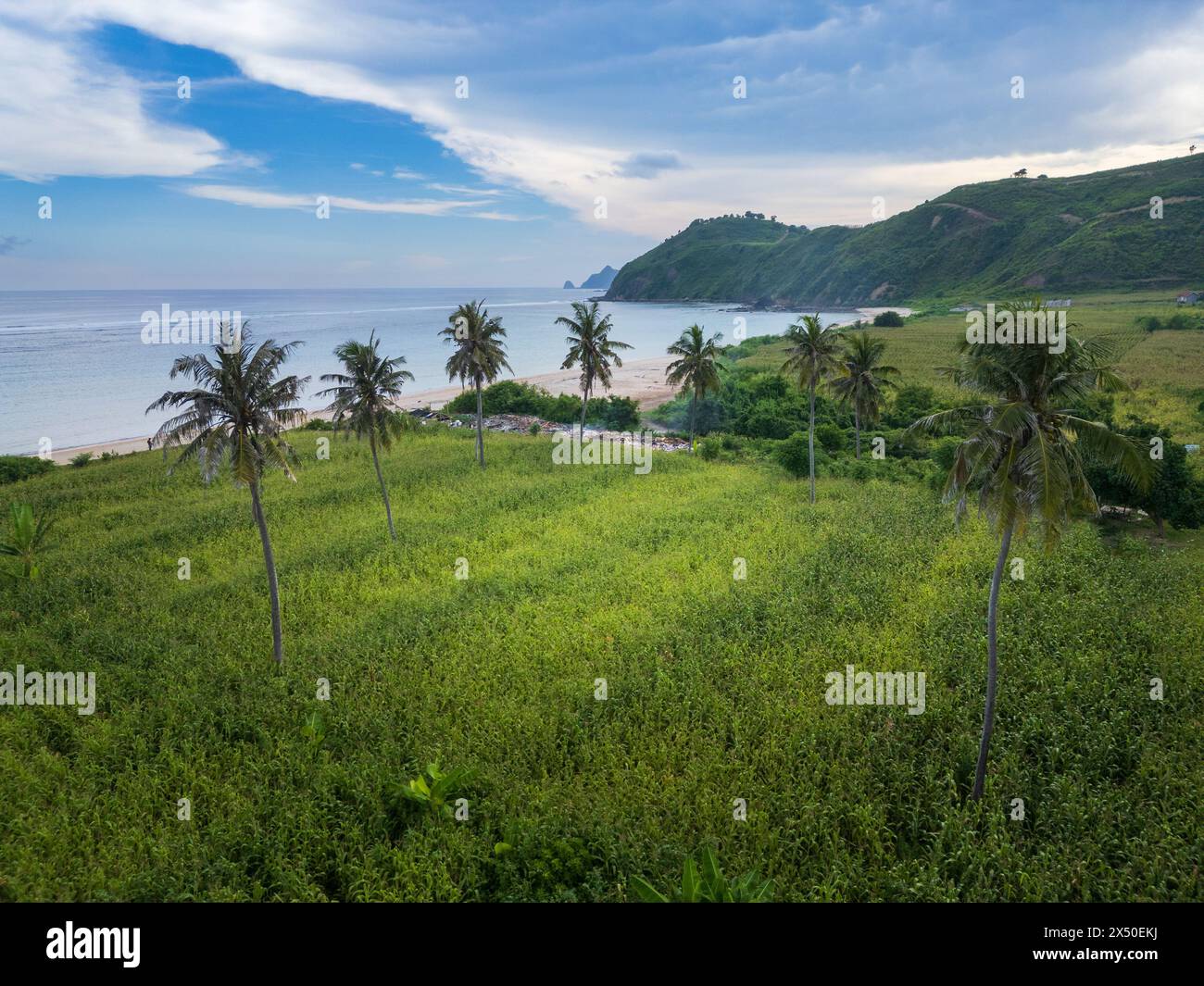 Palmiers poussant dans une rizière en terrasses en bord de mer, Lombok, Indonésie Banque D'Images
