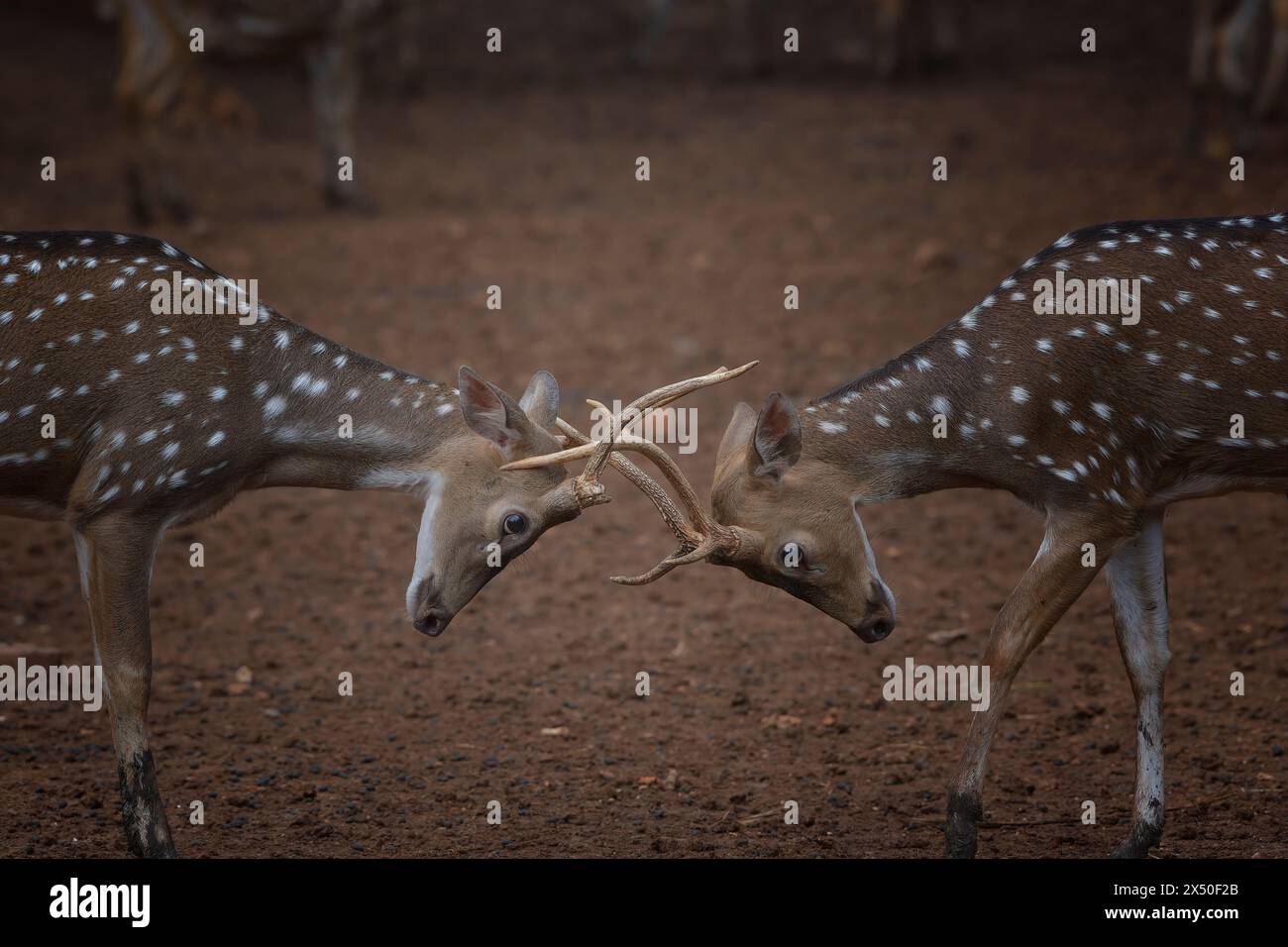 Profil rapproché de deux cerfs debout dans une prairie ornière, Indonésie Banque D'Images