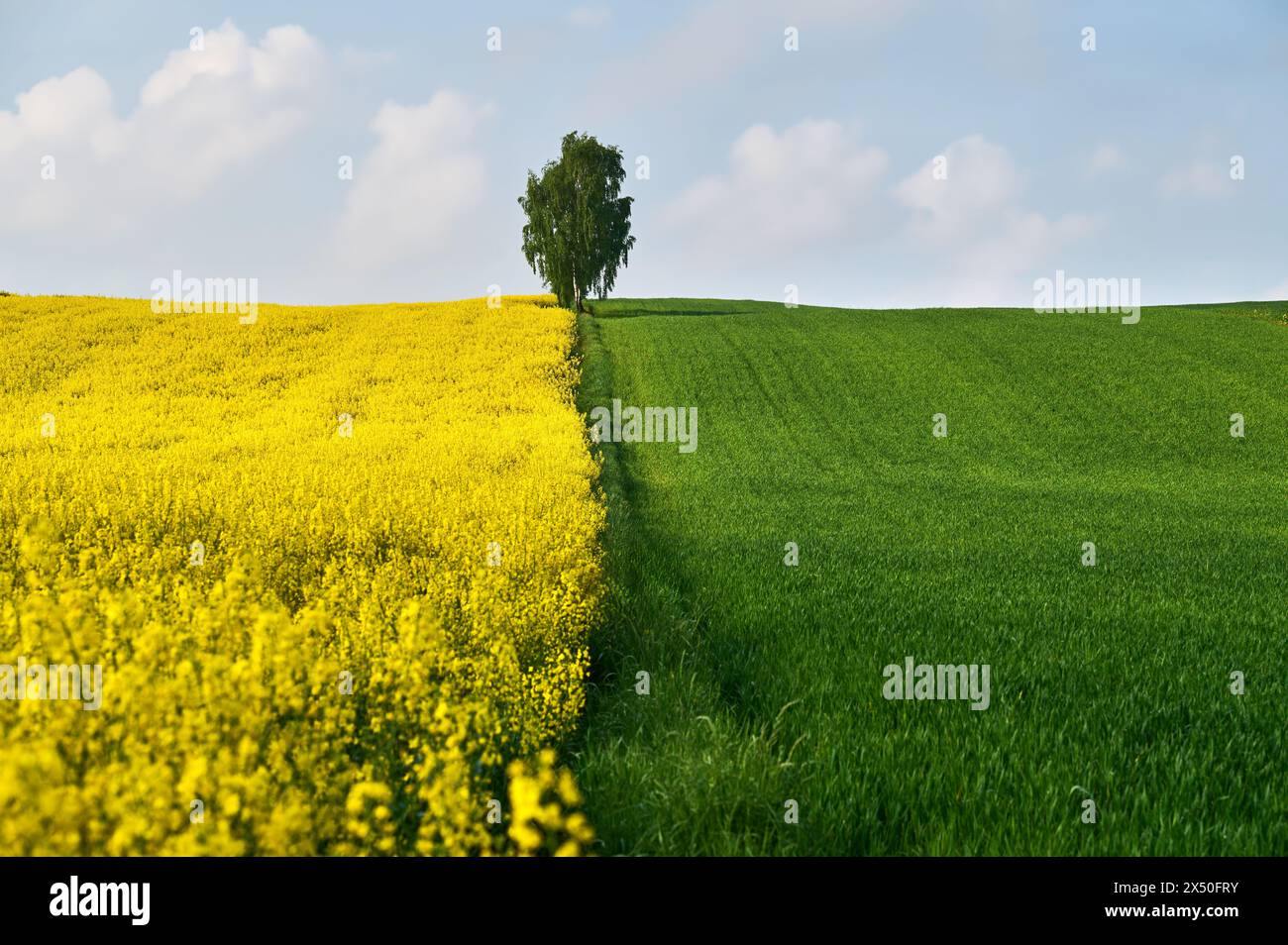 Un bouleau solitaire se dresse entre un champ de blé vert et un champ de colza jaune dans un paysage printanier Banque D'Images