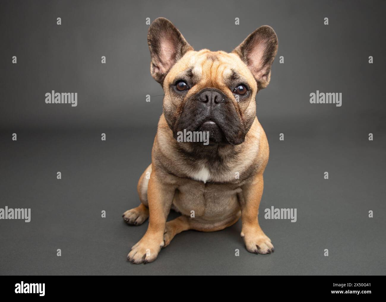 Portrait d'un bouledogue français fauve assis sur un fond gris Banque D'Images
