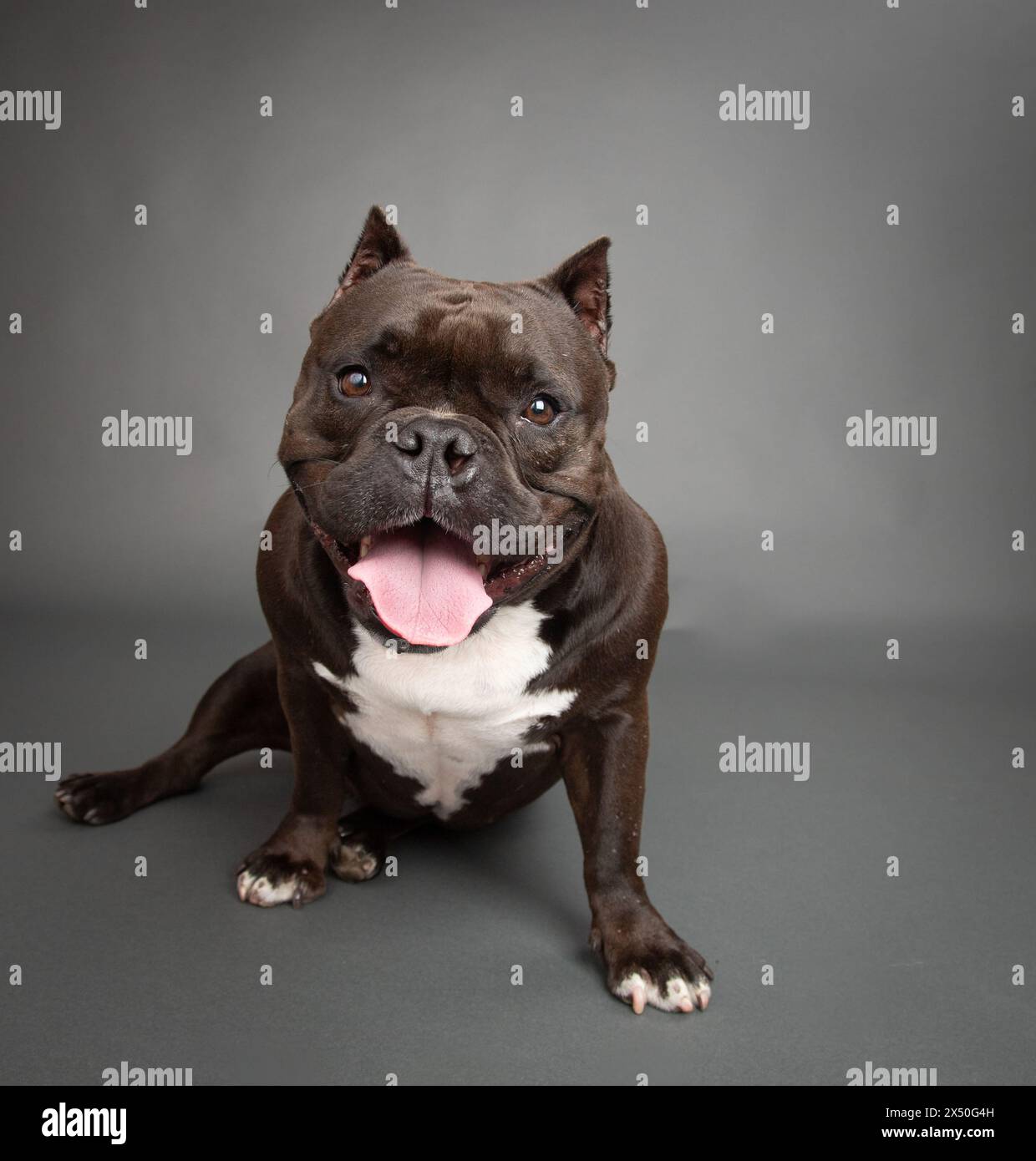Portrait de chien bouledogue mixé assis devant un fond gris Banque D'Images