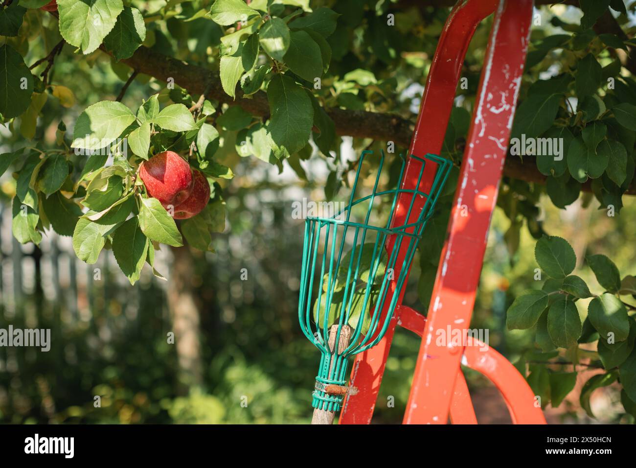 Gros plan d'un outil de cueillette de fruits appuyé contre une échelle dans un verger de pommiers, Biélorussie Banque D'Images Gros plan d'un outil de cueillette de fruits appuyé contre une échelle dans un verger de pommiers, Biélorussie Banque D'Images
