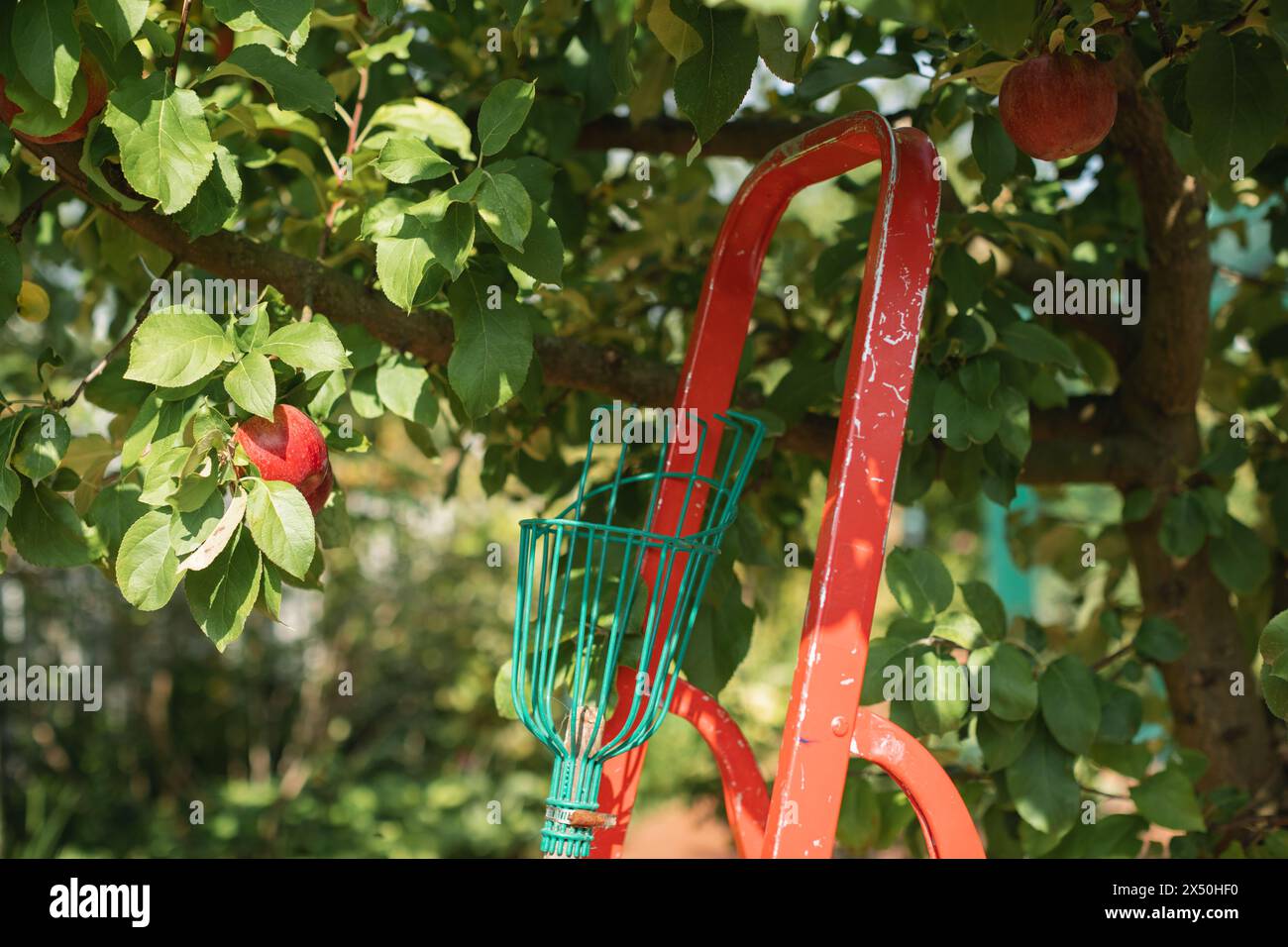 Gros plan d'un outil de cueillette de fruits appuyé contre une échelle dans un verger de pommiers, Biélorussie Banque D'Images Gros plan d'un outil de cueillette de fruits appuyé contre une échelle dans un verger de pommiers, Biélorussie Banque D'Images