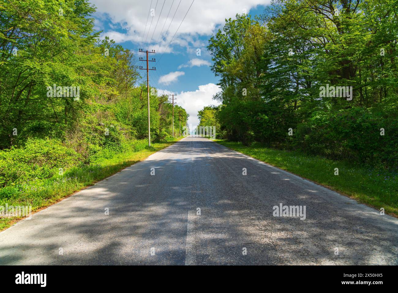Route asphaltée entre des arbres verts denses vers la mer Banque D'Images