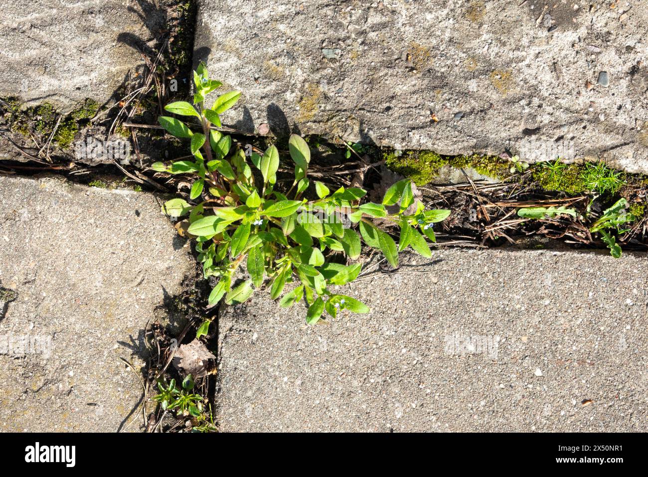 Une germe verte tenace se prélasse à la lumière du soleil parmi les dalles du jardin, démontrant la persistance de la nature. Cottage Garden. Banque D'Images