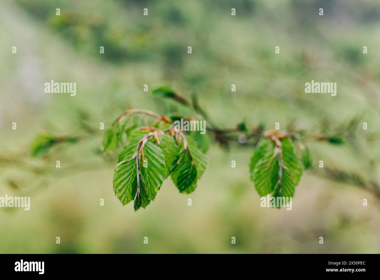 Branches avec des feuilles vertes fraîches dans un jardin. Fond de printemps. Mise au point sélective. Banque D'Images