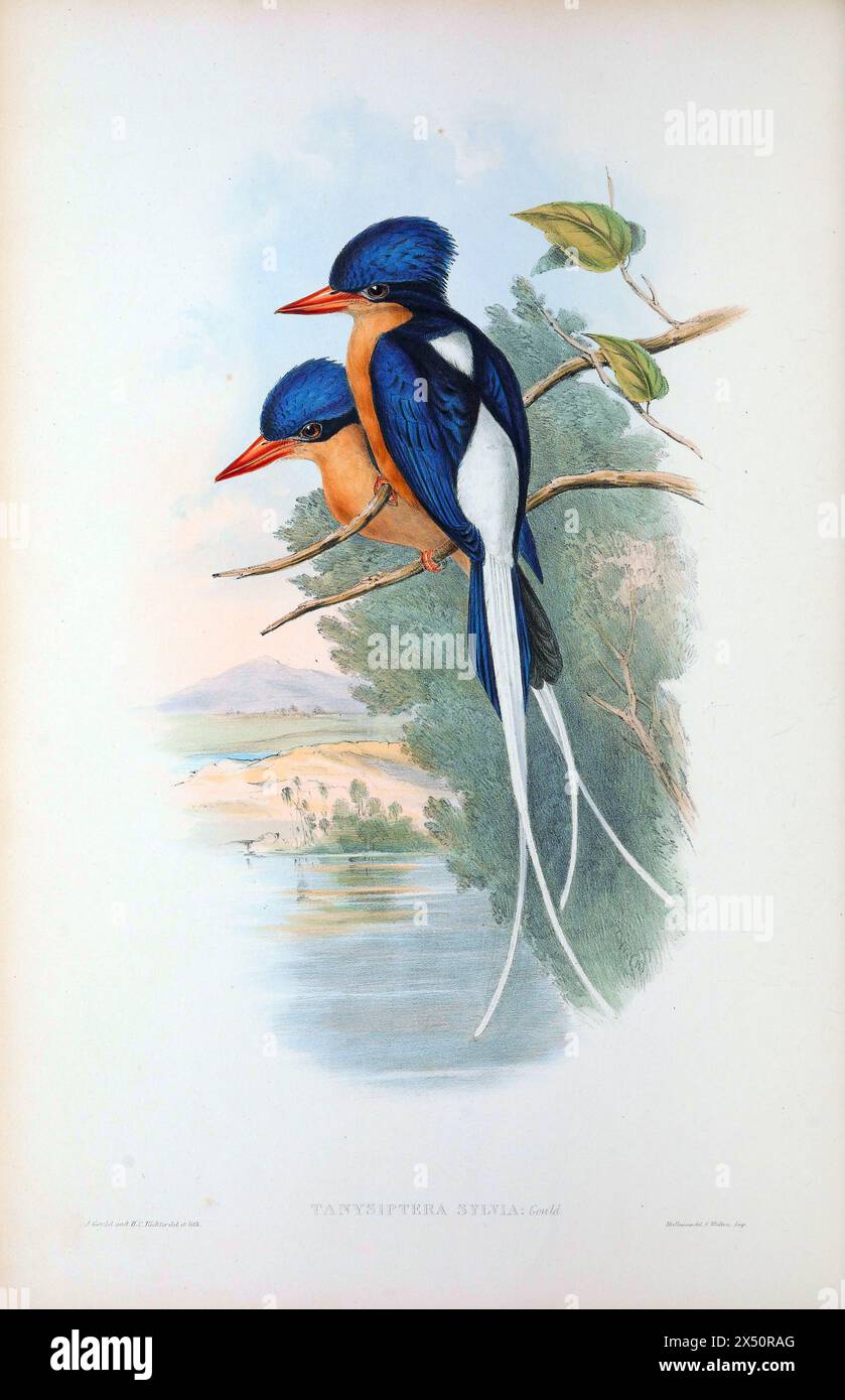Tanysiptera à queue blanche (Tanysiptera Sylvia) de The Birds of Australia de John Gould. Paire de lithographies colorées à la main représentée perchée sur la branche Banque D'Images