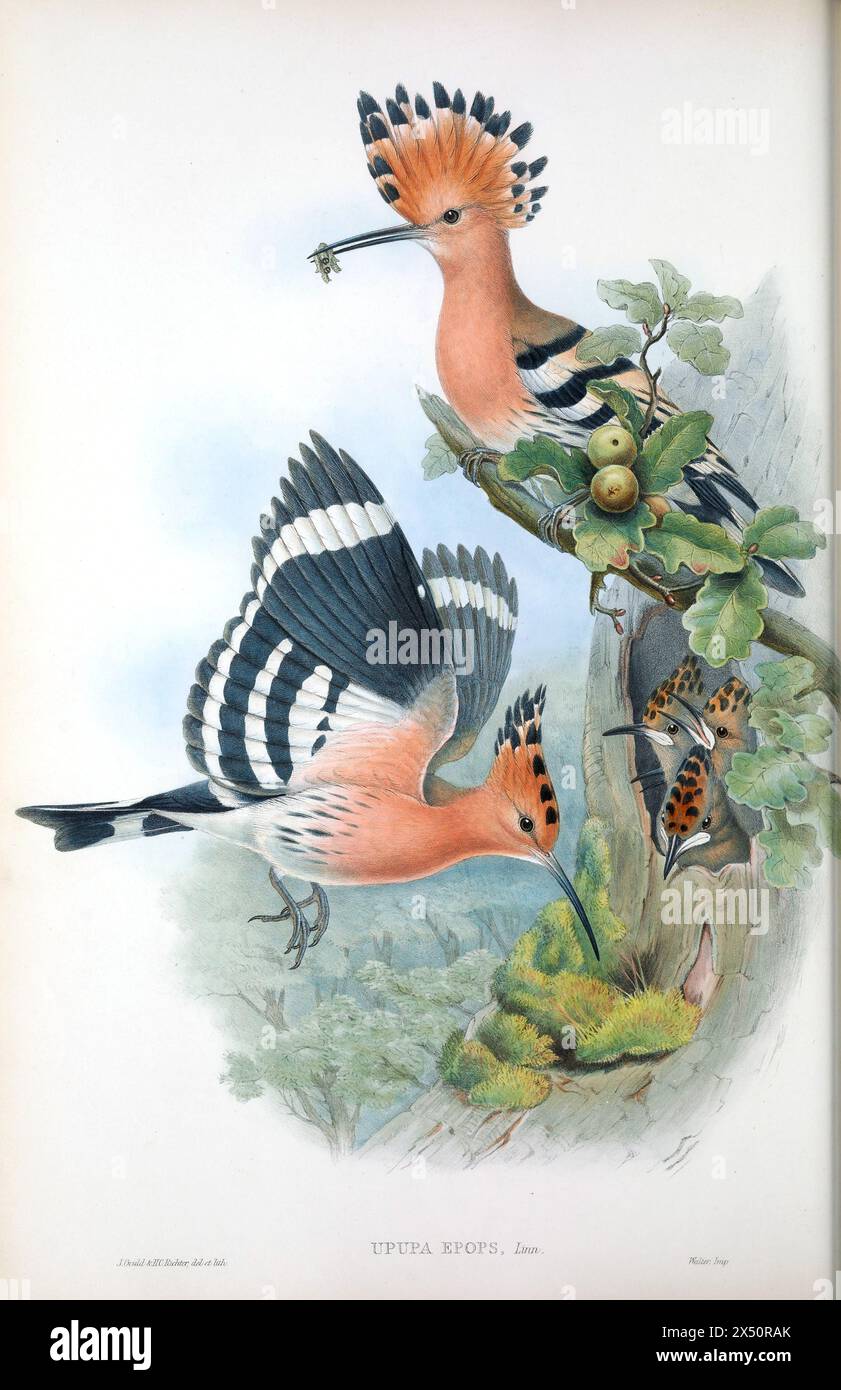 Eurasian Hoopoe (épops Upupa) de John Gould's The Birds of Great Britain. Famille de lithographies colorées à la main dépeinte avec un insecte au bec alors que les parents nourrissent les jeunes Banque D'Images