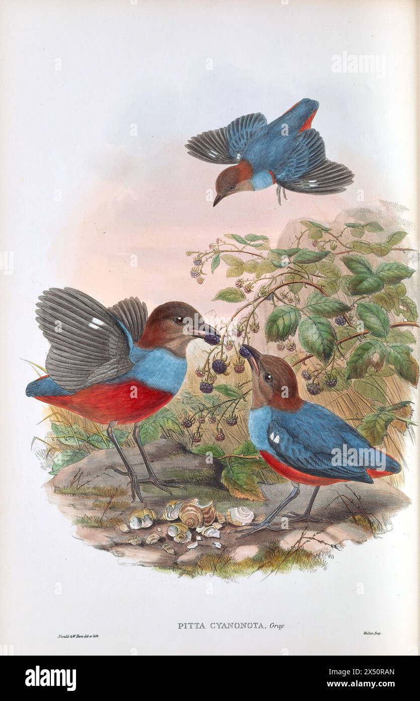 Pitta, Pitta Cyanonota, de John Gould's The Birds of New Guinea. Paire de lithographies colorées à la main représentant une alimentation à partir de baies Banque D'Images