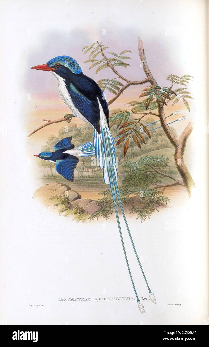 Tanysiptera Microorhyncha - Kingfisher à queue de raquette de Port-Moresby de John Gould, The Birds of New Guinea. Lithographie colorée à la main représentée perchée sur la branche Banque D'Images