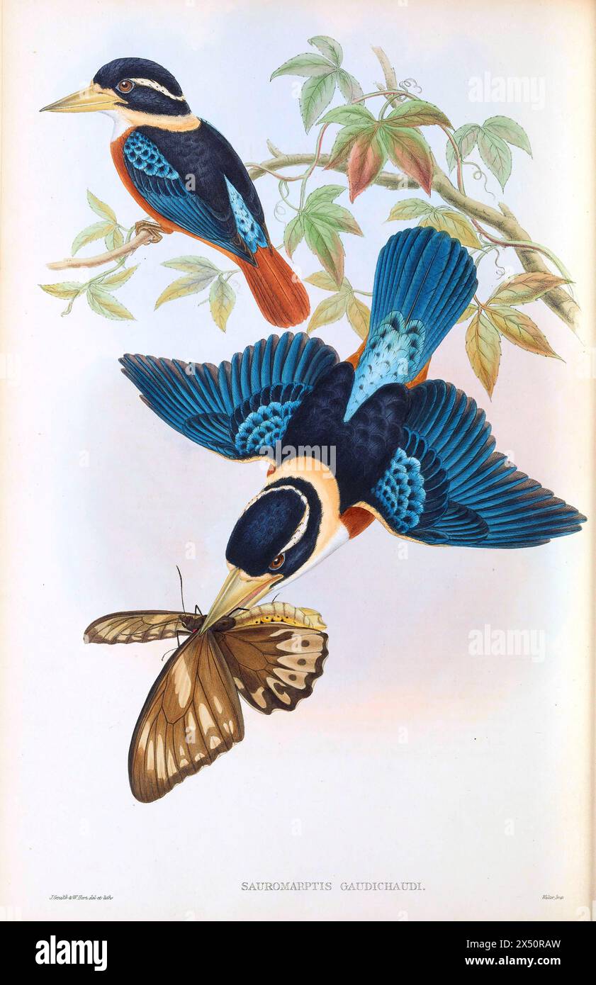 Sauromarptis Gaudichaudi - Roi pêcheur de Gaudichaud de John Gould les oiseaux de Nouvelle-Guinée. Lithographie colorée à la main représentée avec une proie en bec. Banque D'Images