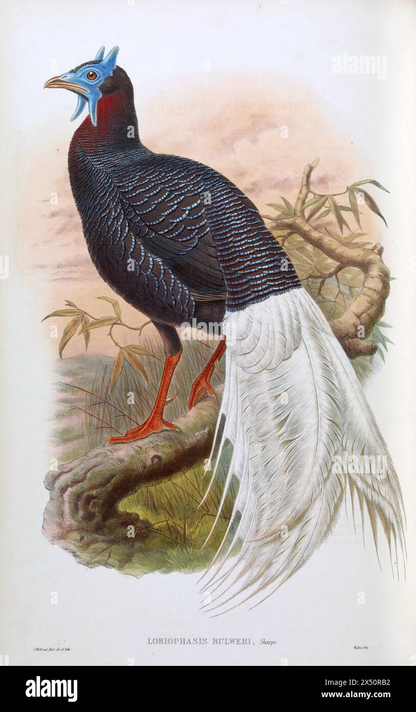 Le faisan de Bulwer, Lophura bulweri, de The Birds of Asia de John Gould. Lithographie colorée à la main représentée perchée sur la branche Banque D'Images