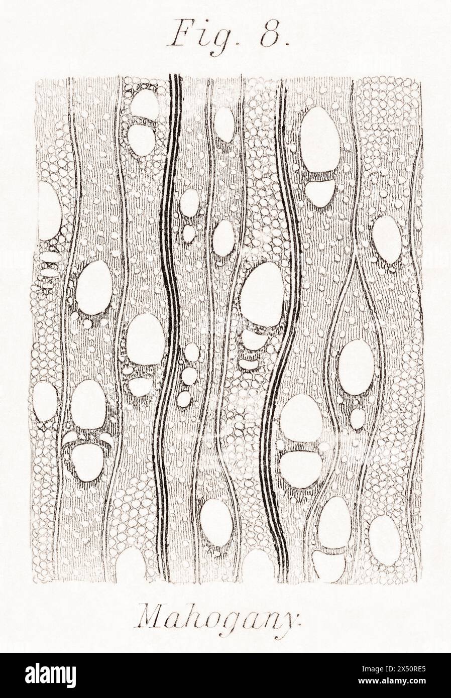 Gravure botanique du XIXe siècle d'une section transversale très fortement agrandie de feuillus acajou / Swietenia macrophylla. De WM. Rhind / Voir Remarques. Banque D'Images