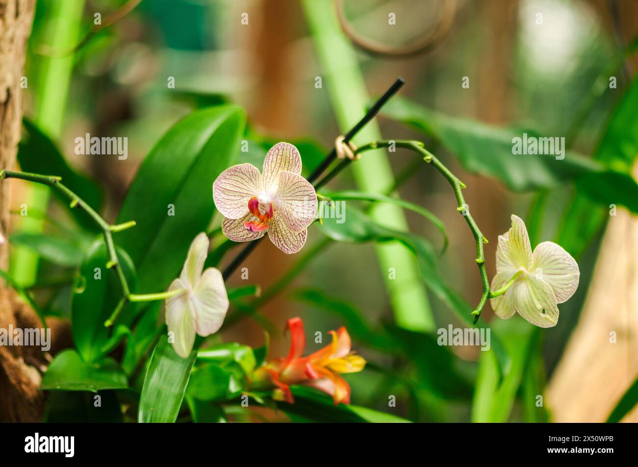 Fleurs d'orchidée sur une branche sur un fond vert naturel avec des branches et des brindilles. Banque D'Images