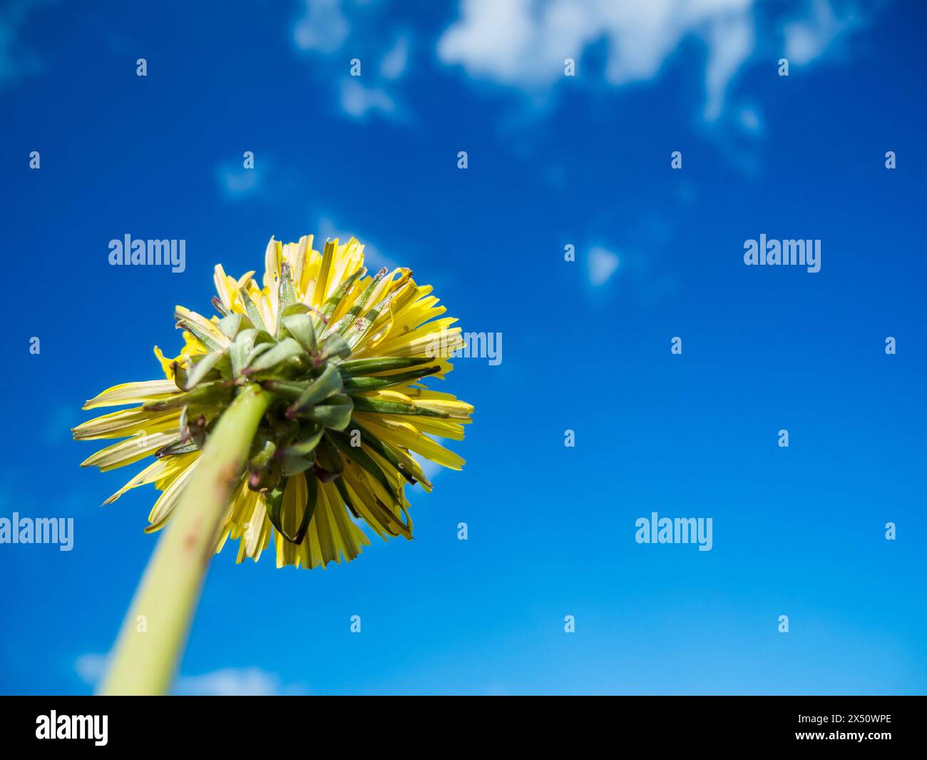 Vue de dessous d'une fleur de pissenlit (latin : Taraxacum) contre un ciel bleu avec de petits nuages blancs. Banque D'Images