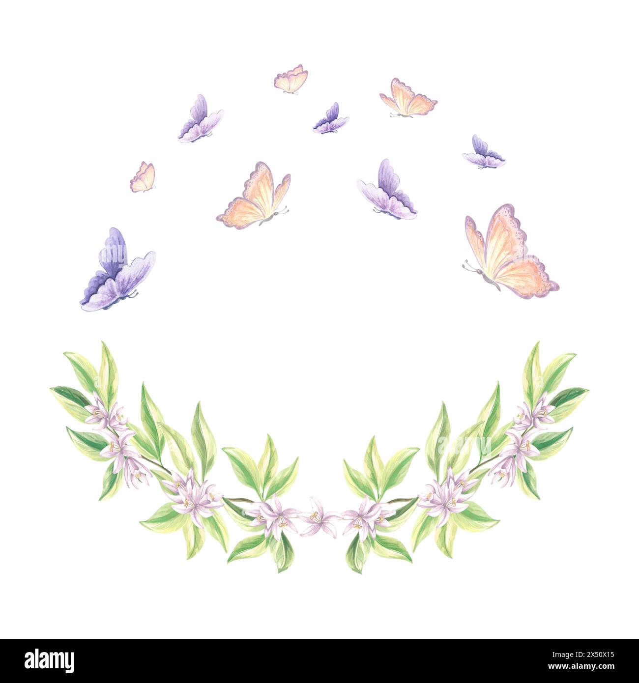 Les papillons flottent au-dessus de la branche florissante de l'arbre d'agrumes. Illustration d'aquarelle dessinée à la main fleurs de printemps d'oranges. Modèle d'été isolé pour Banque D'Images