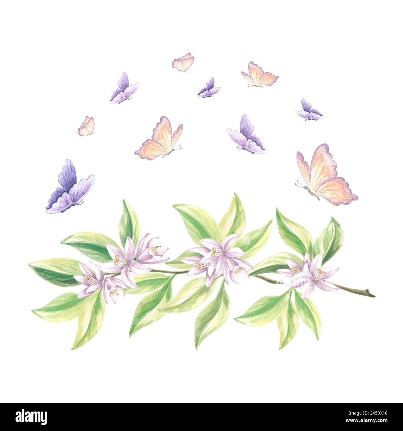 Les papillons flottent au-dessus de la branche florissante de l'arbre d'agrumes. Illustration d'aquarelle dessinée à la main fleurs de printemps d'oranges. Modèle d'été isolé pour Banque D'Images