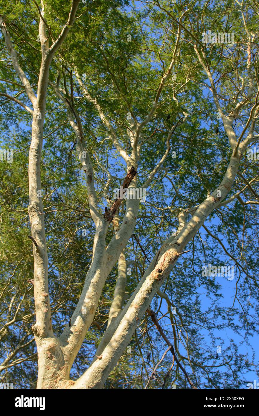 Fever Tree, concession Makuleke, Pafuri, Afrique du Sud Banque D'Images