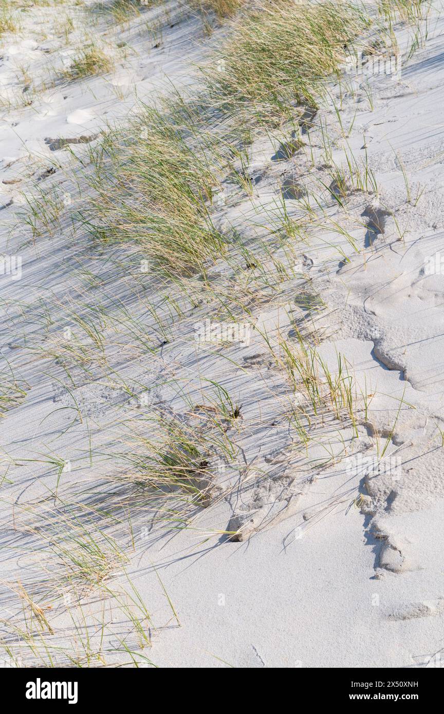 Herbe marram dans les dunes de la baie de Vatersay sur l'île de Vatersay en Écosse. Banque D'Images