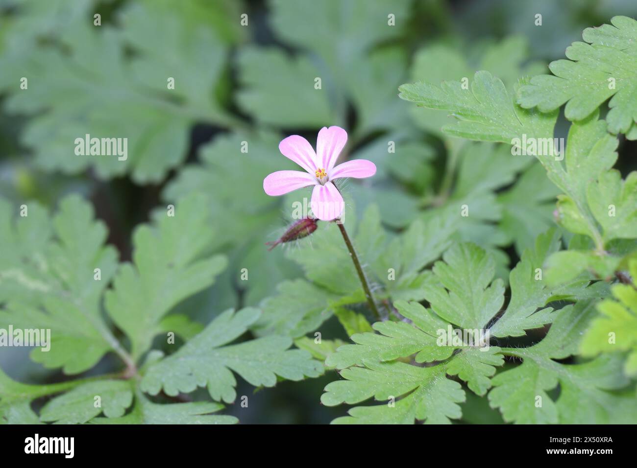 Gros plan d'une jolie fleur de Geranium Robertianum au-dessus de son feuillage vert Banque D'Images