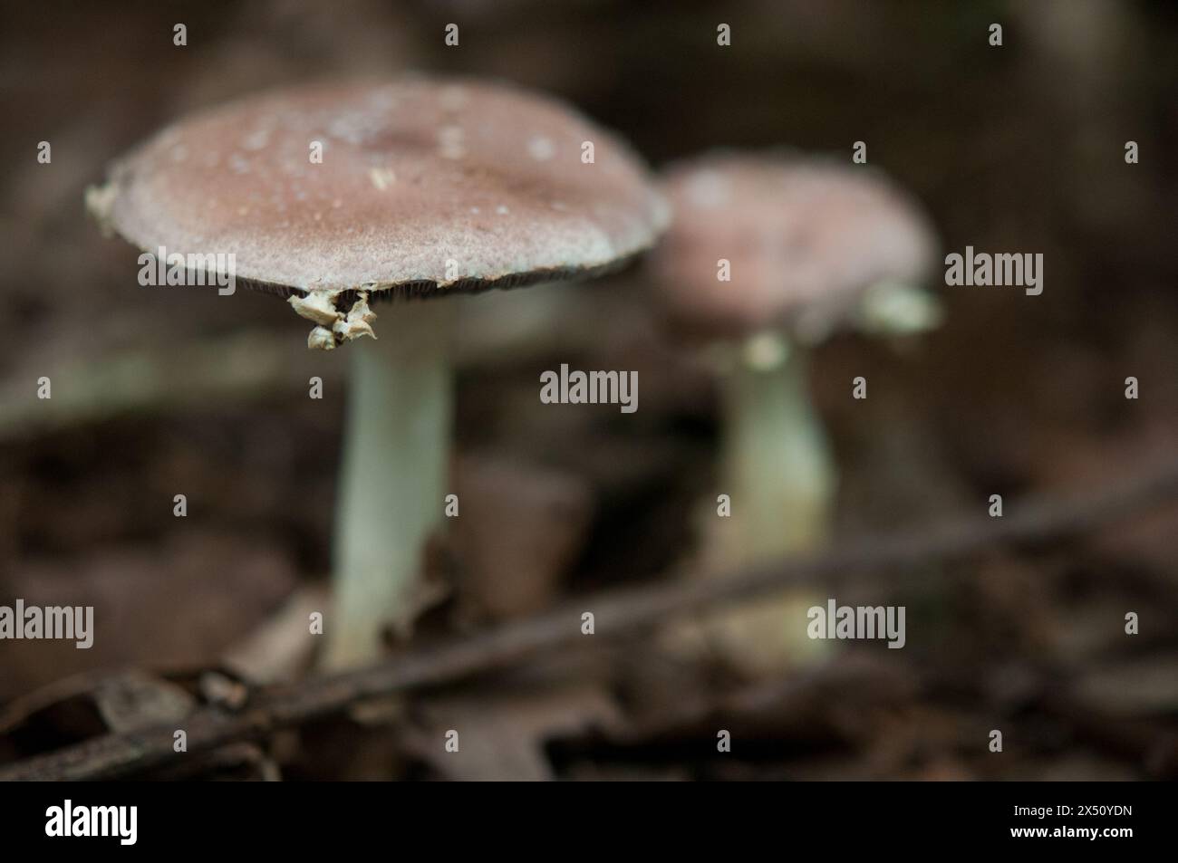 Regardez en gros plan les champignons qui poussent dans les bois Banque D'Images