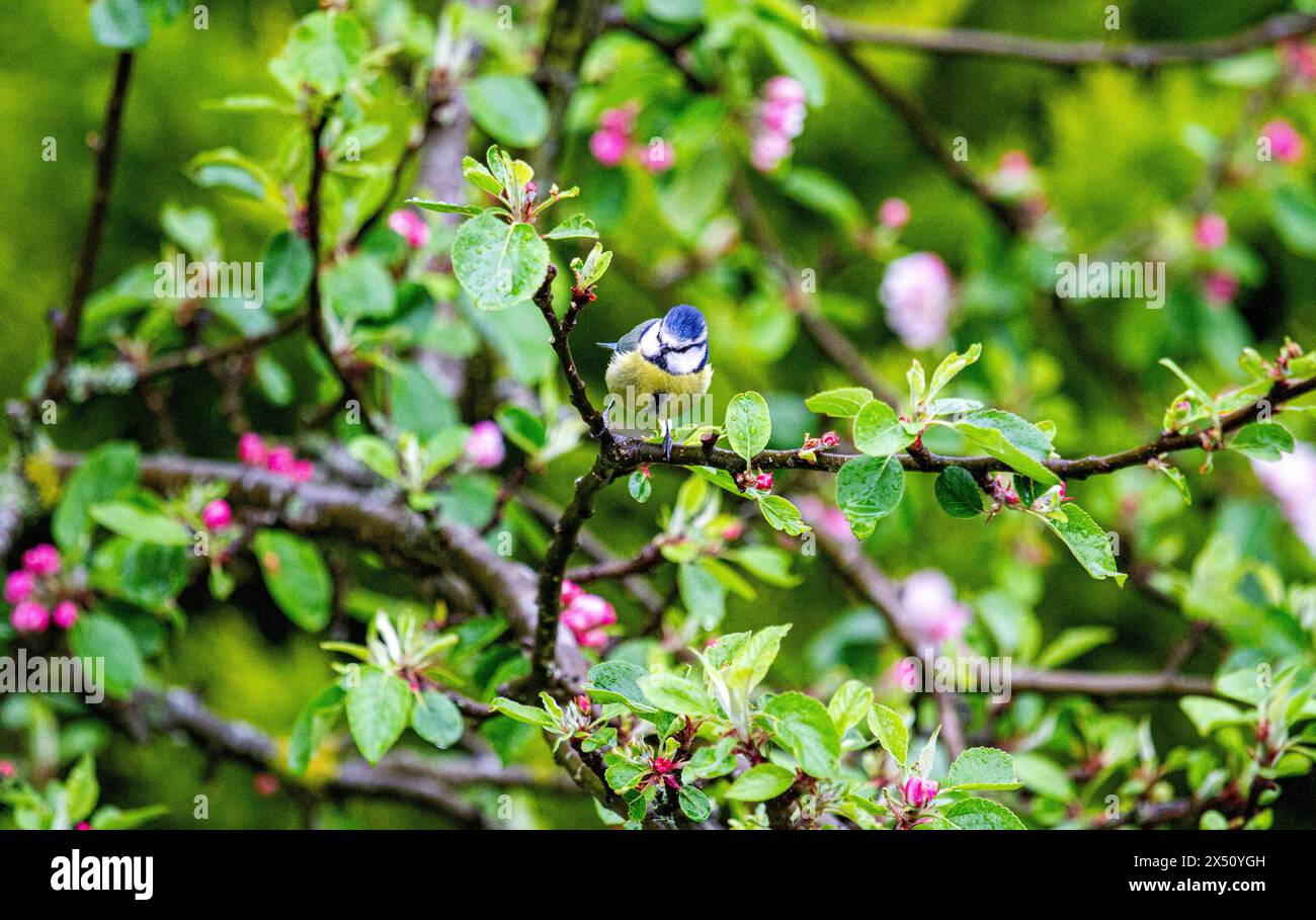 Dundee, Tayside, Écosse, Royaume-Uni. 6 mai 2024. Météo britannique : par temps printanier humide en mai, les magnifiques oiseaux de Tit bleu (Cyanistes caeruleus) sont perchés sur les arbres fruitiers du jardin, mangeant les fleurs roses à Dundee, en Écosse. Crédit : Dundee Photographics/Alamy Live News Banque D'Images