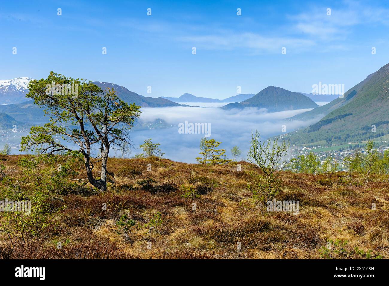 L'aube se lève alors que la brume recouvre la vallée, avec un arbre seul debout au milieu des montagnes embrassées. Banque D'Images