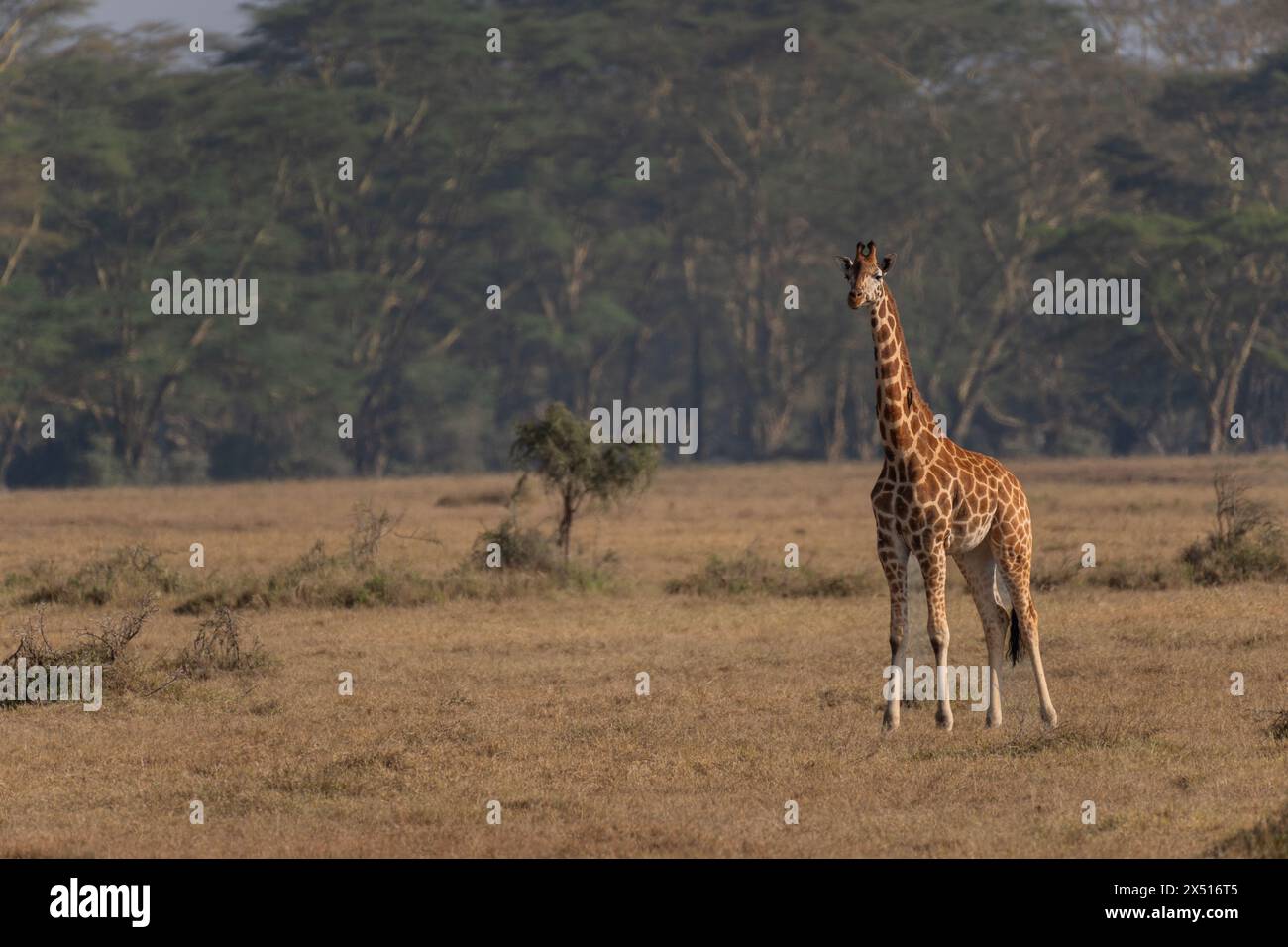 giraffa de Rothschild, Giraffa camelopardalis rothschildi, Giraffidae, Parc national du lac Nakuru, Kenya, Afrique Banque D'Images