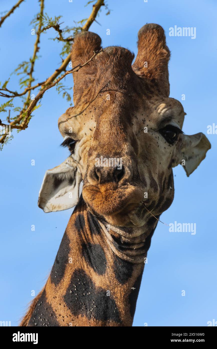 giraffa de Rothschild, Giraffa camelopardalis rothschildi, Giraffidae, Parc national du lac Nakuru, Kenya, Afrique Banque D'Images