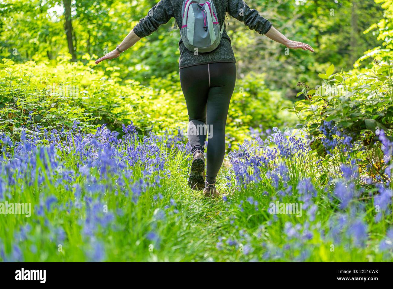 Kidderminster, Royaume-Uni. 6 mai 2024. Météo britannique : une femme marchant profite du beau soleil de début mai Bank Holiday avec une pointe des pieds soignée à travers les bluebells des bois du Worcestershire. Crédit : Lee Hudson/Alamy Live News Banque D'Images