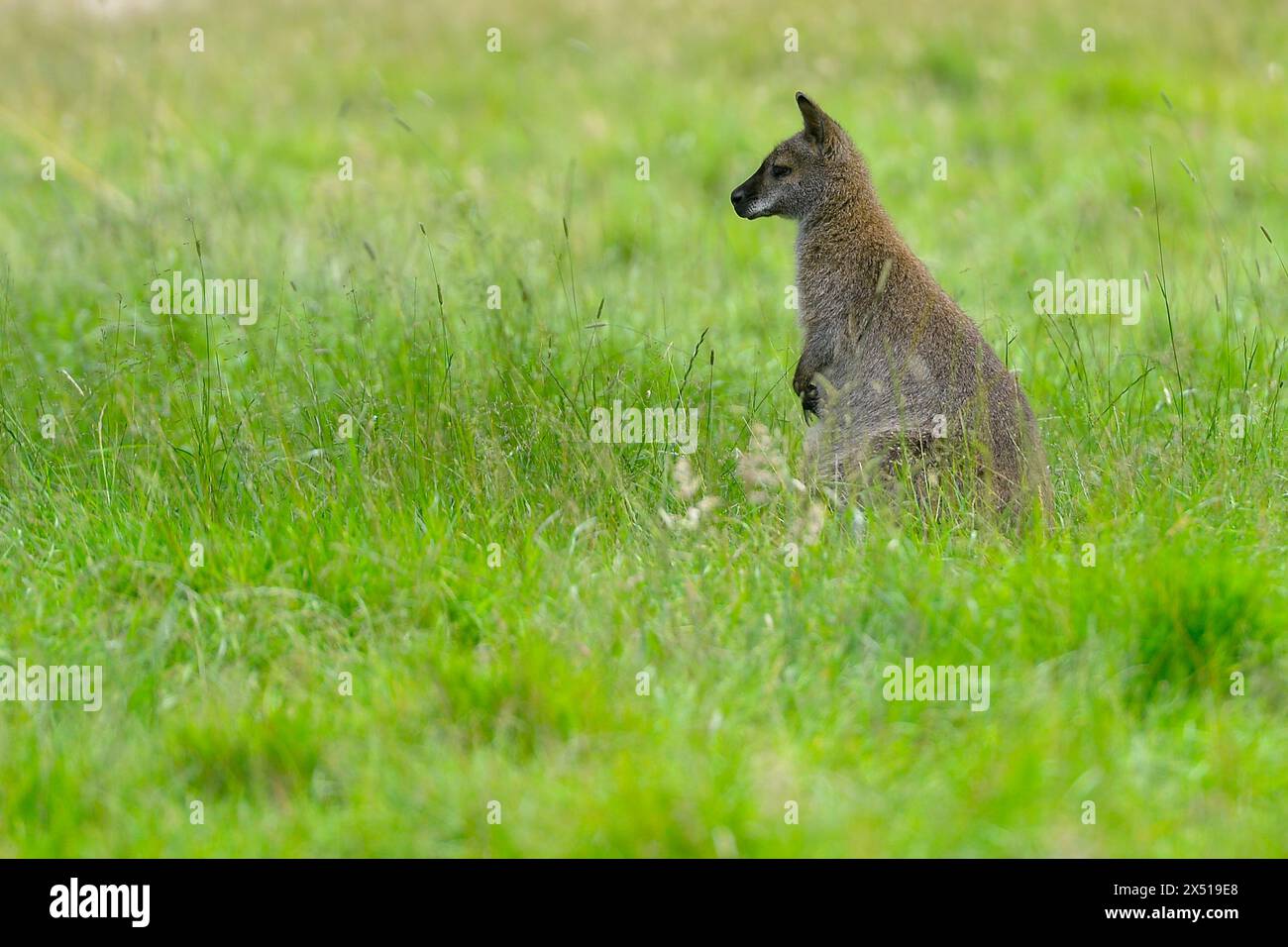 France - Port-Saint-Père, le samedi 8 juin 2019. Illustration planète sauvage - Wallaby de Bennett. FNG Banque D'Images