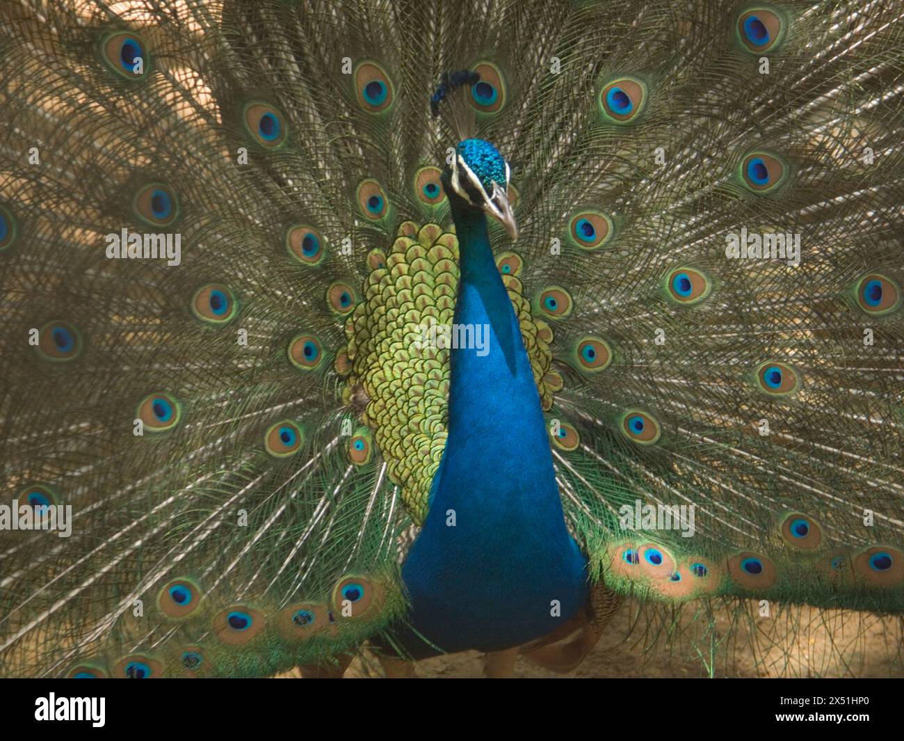Peacock avec des plumes en plein écran dans un zoo Banque D'Images