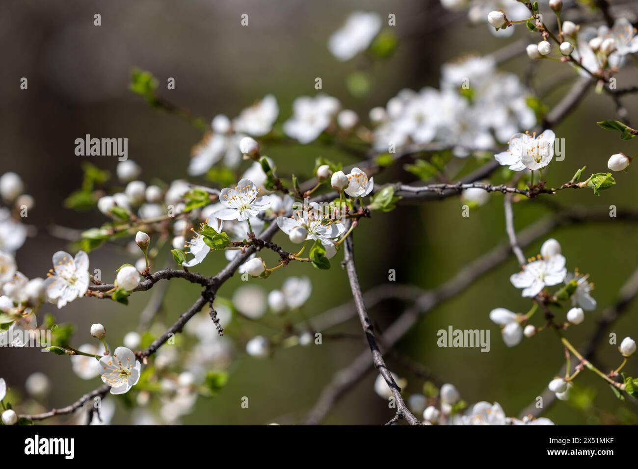 Bourgeons et fleurs d'un pommier en fleurs Banque D'Images