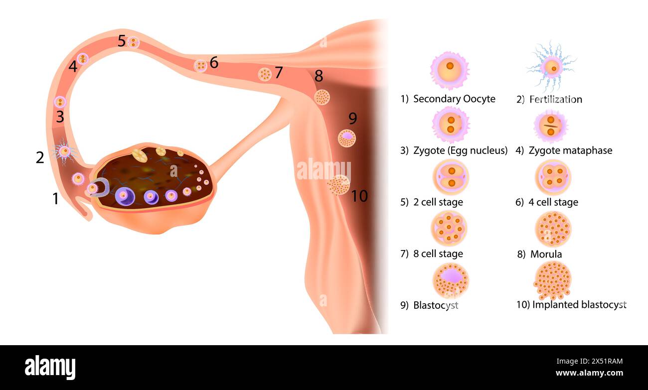 Étapes du parcours d'un oeuf fécondé humain, de l'ovulation et du mouvement dans la trompe de Fallope à l'implantation dans l'utérus. Illustration de Vecteur