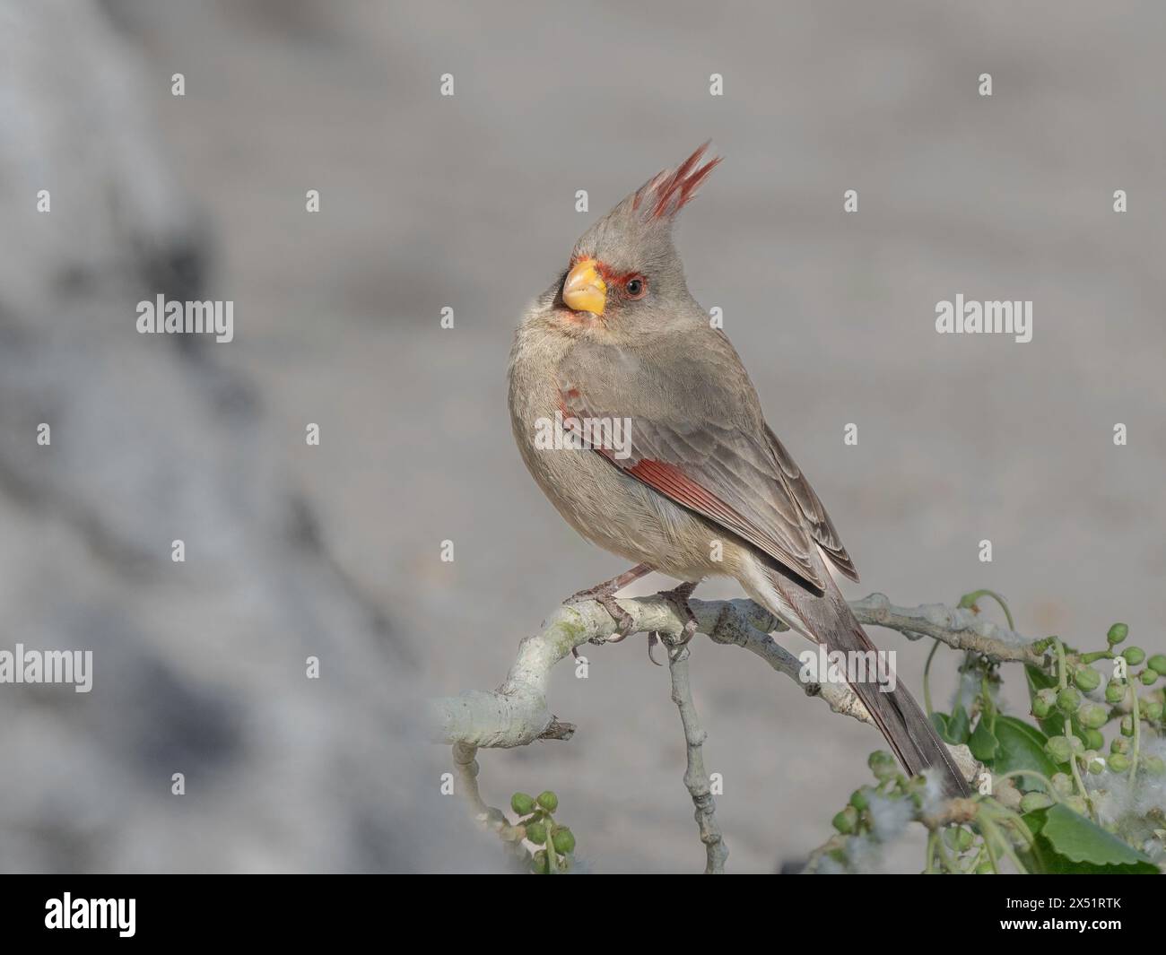 Le Cardinal Pyrrhuloxia femelle désert en Arizona Banque D'Images