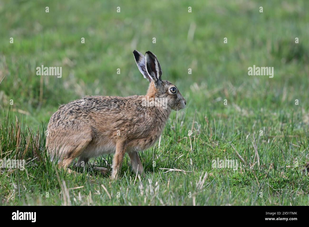 Lièvre brun Lepus europaeus Banque D'Images