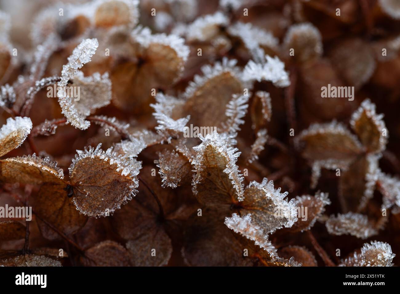 Cristaux de glace sur le bord des vieilles fleurs d'hortensia Banque D'Images